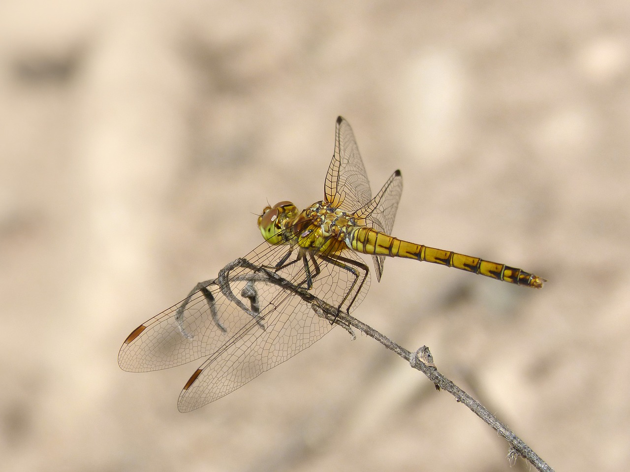 Image - dragonfly yellow dragonfly branch