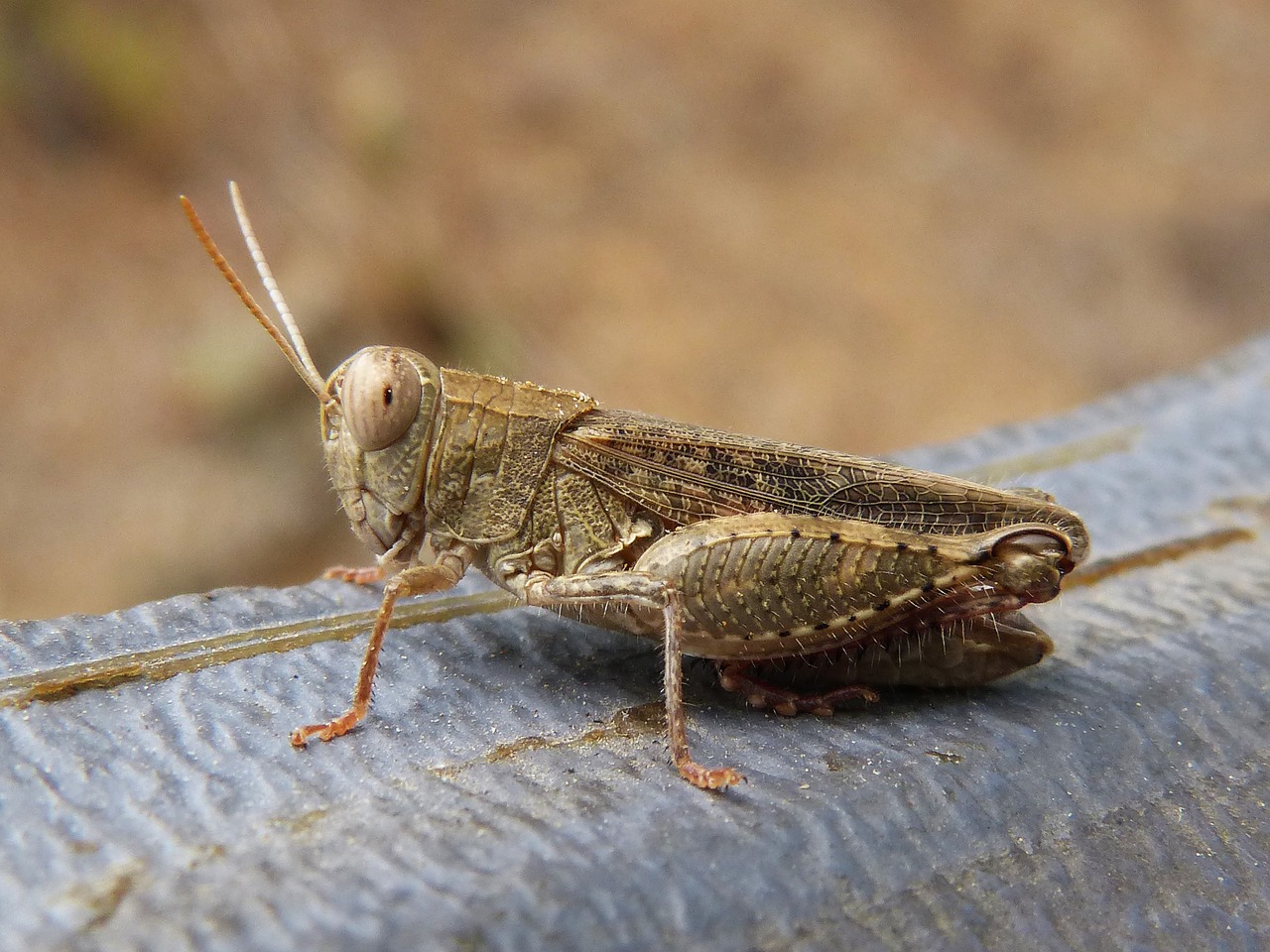 Image - lobster grasshopper detail small