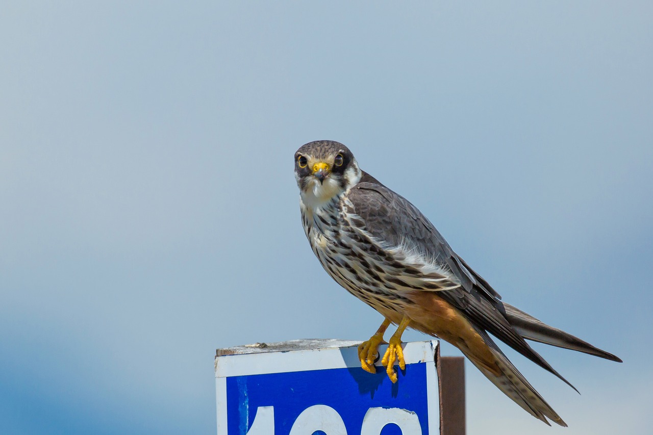 Image - bird strawberries falcon road signs