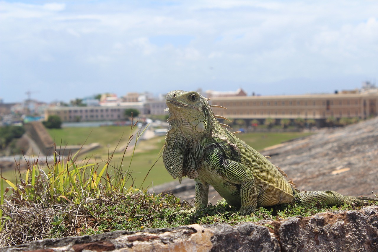 Image - san juan puerto rico iguana
