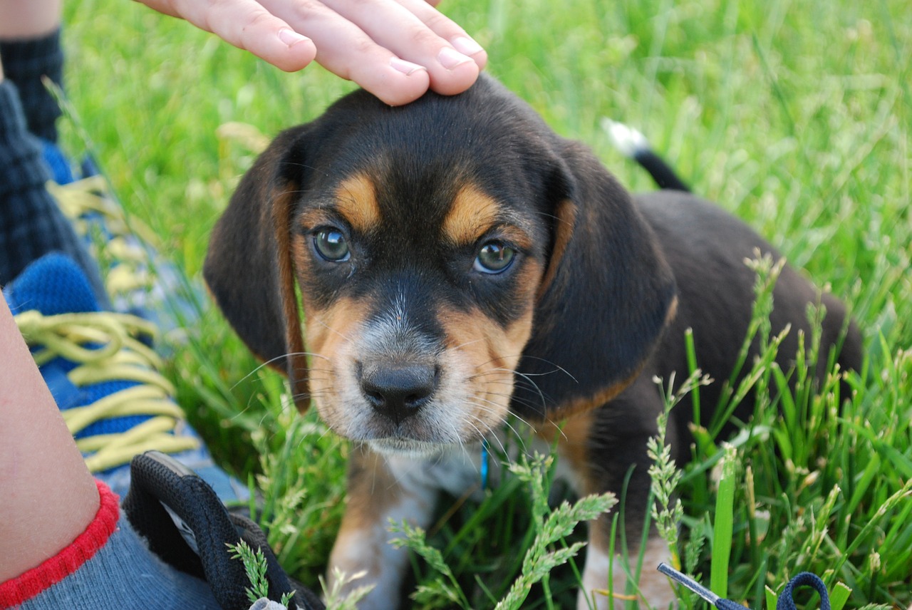 Image - dog beagle puppy