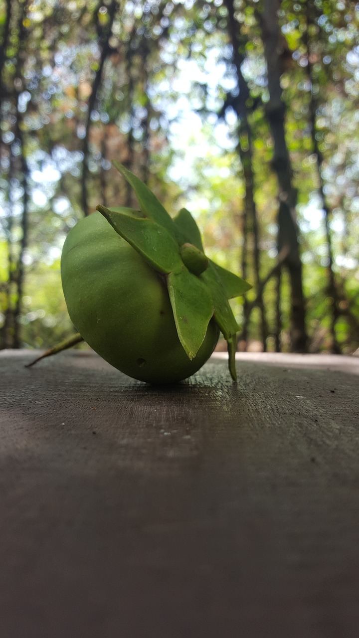 Image - mangrove fruit indonesian