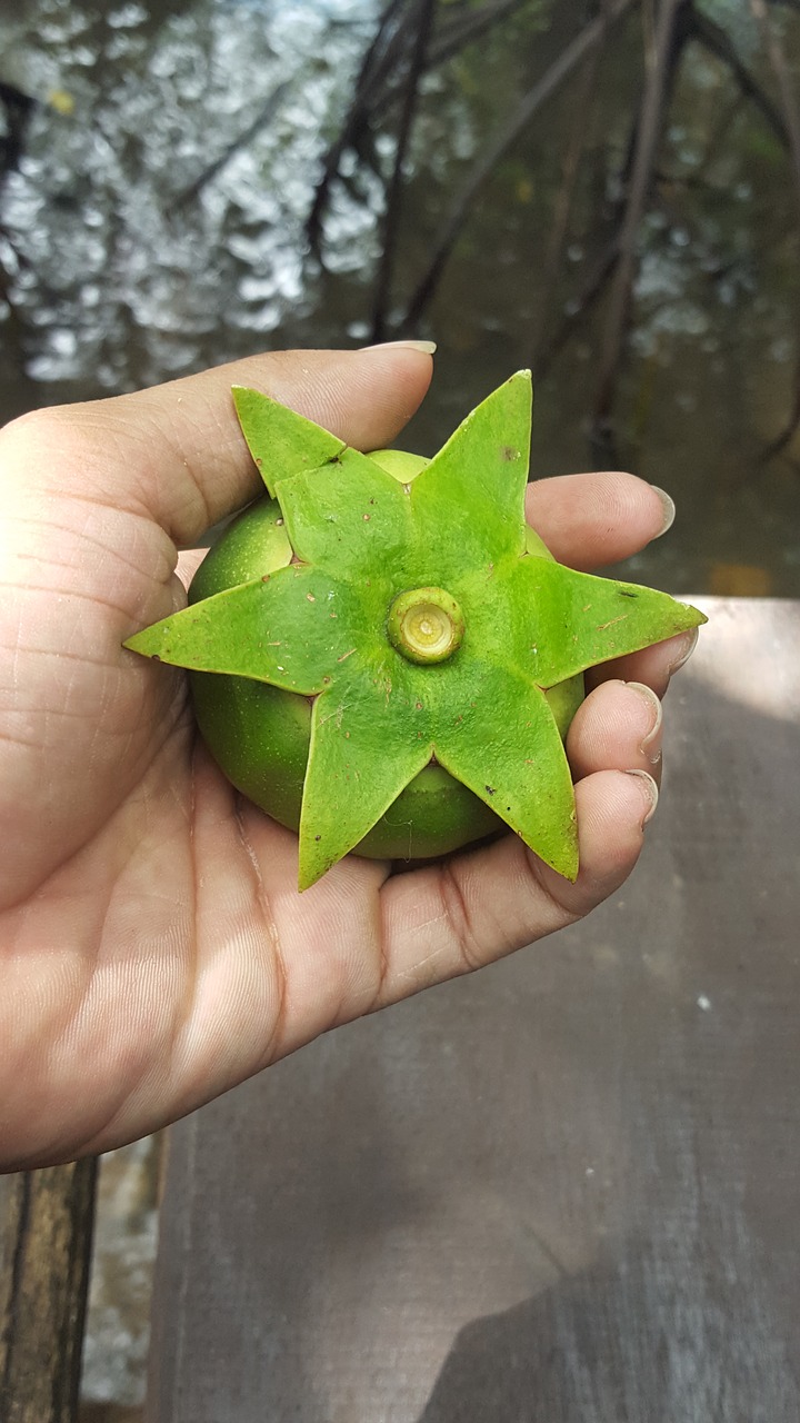 Image - this is fruit mangrove