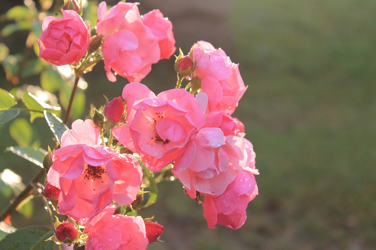 Image - rose pink sun summer focus garden