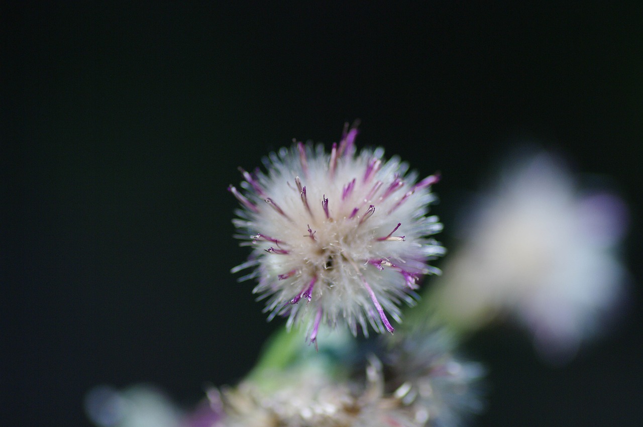 Image - thistle nature detail