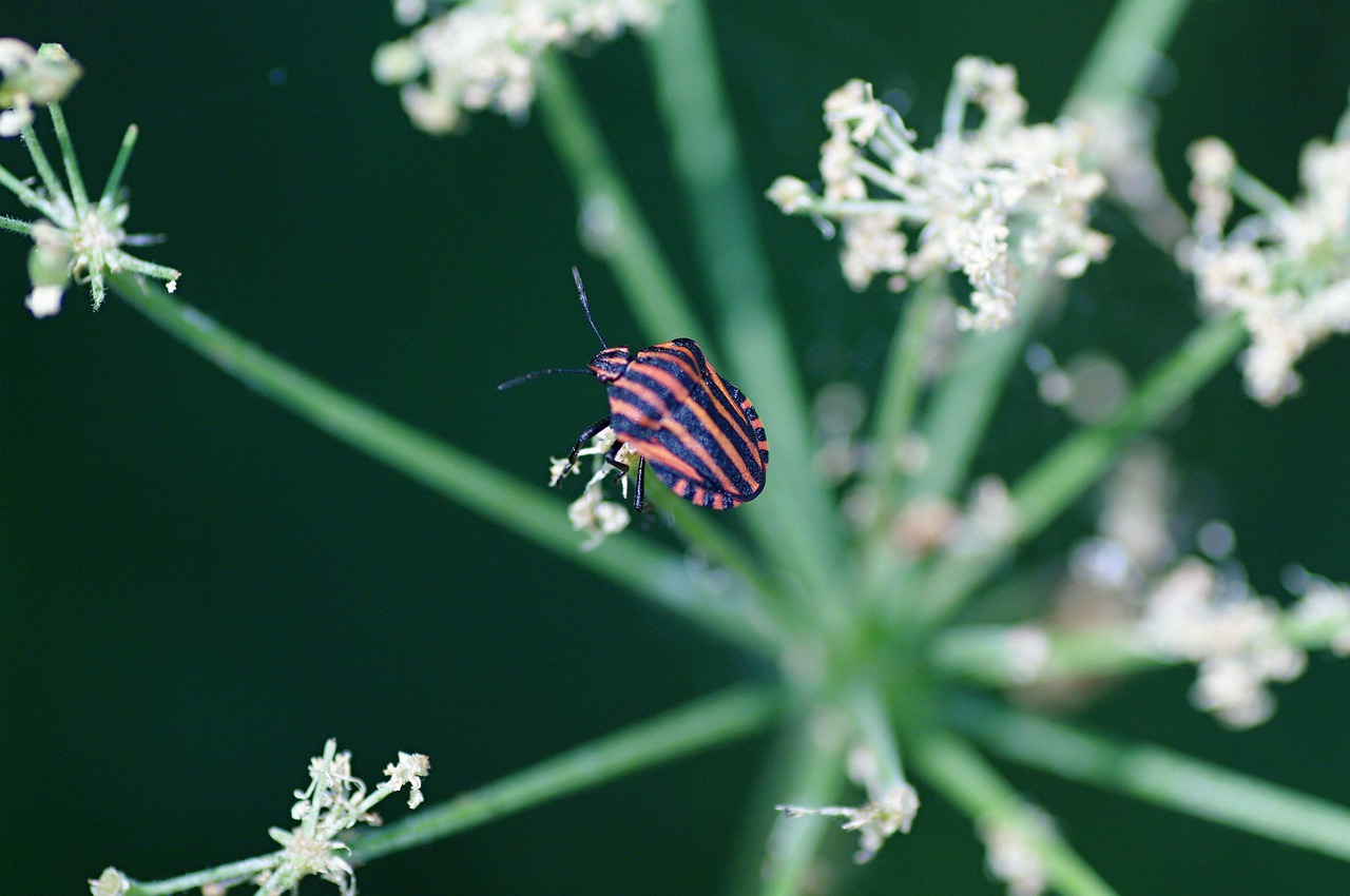 Image - beetle nature detail