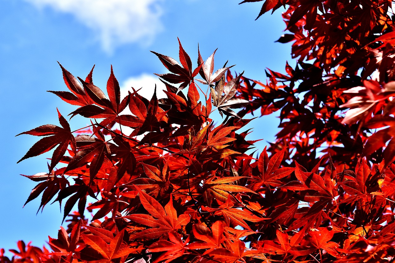 Image - japanese maple bush red red maple