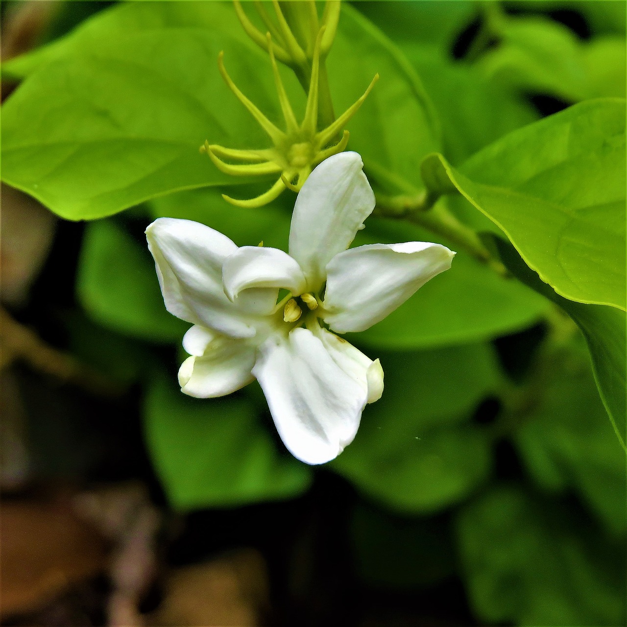 Image - flower white green vine nature