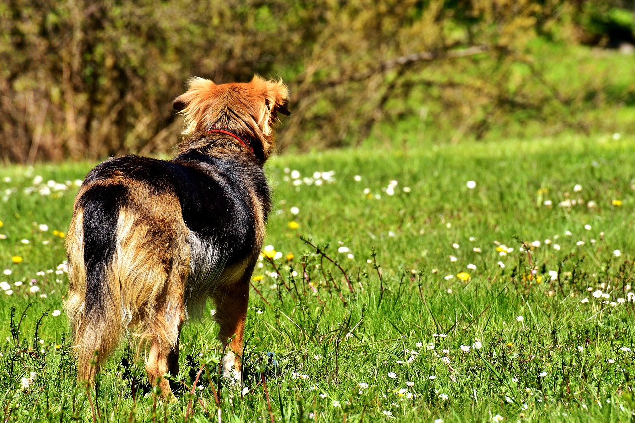 Image - dog wait animal meadow pet nature