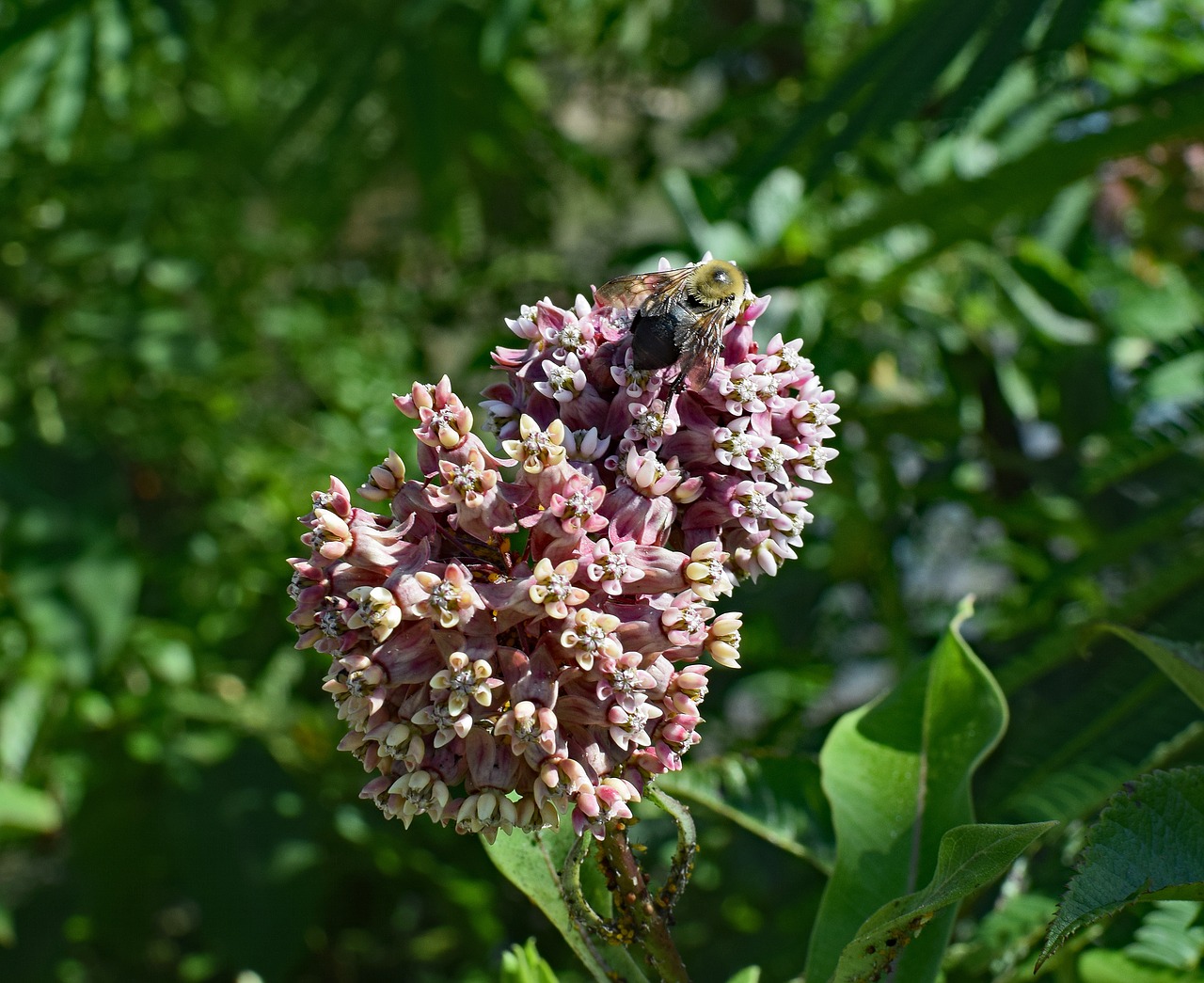 Image - milkweed with bee milkweed flower