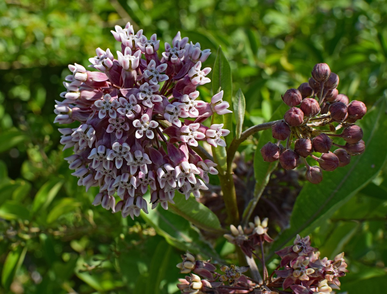 Image - milkweed flower blossom bloom