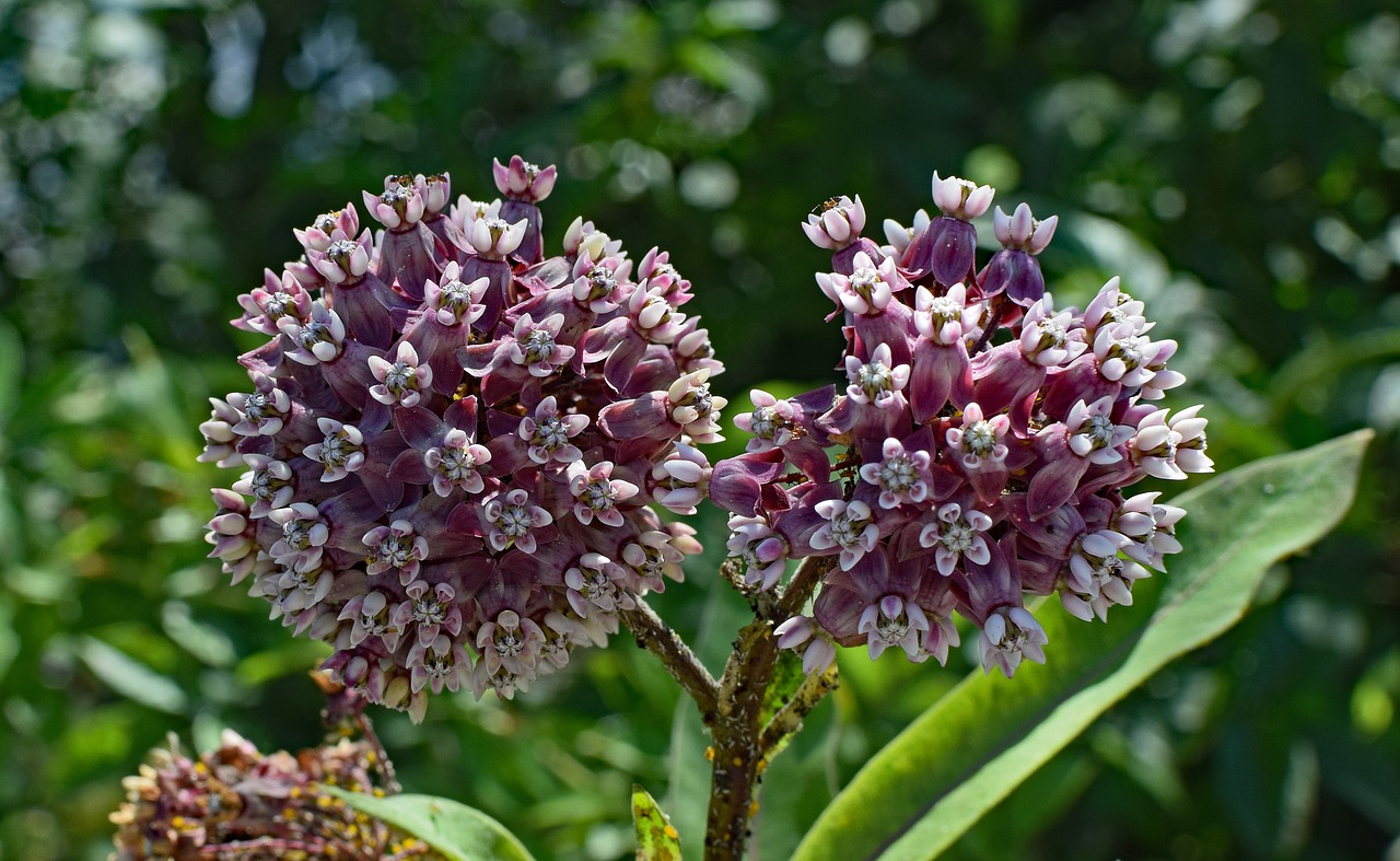 Image - milkweed flower blossom bloom