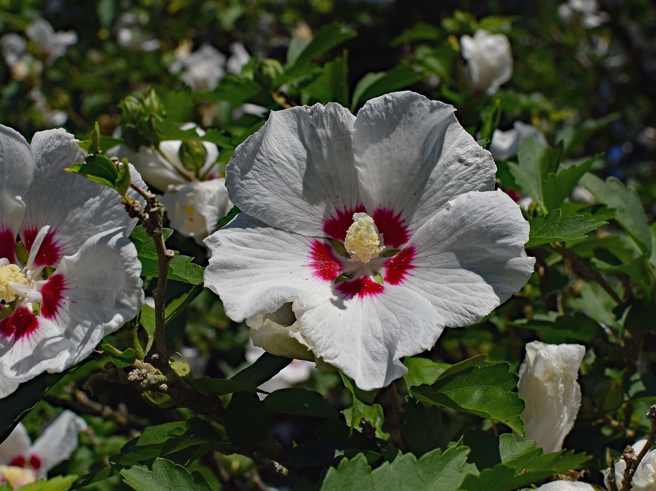 Image - rose of sharon flower blossom bloom