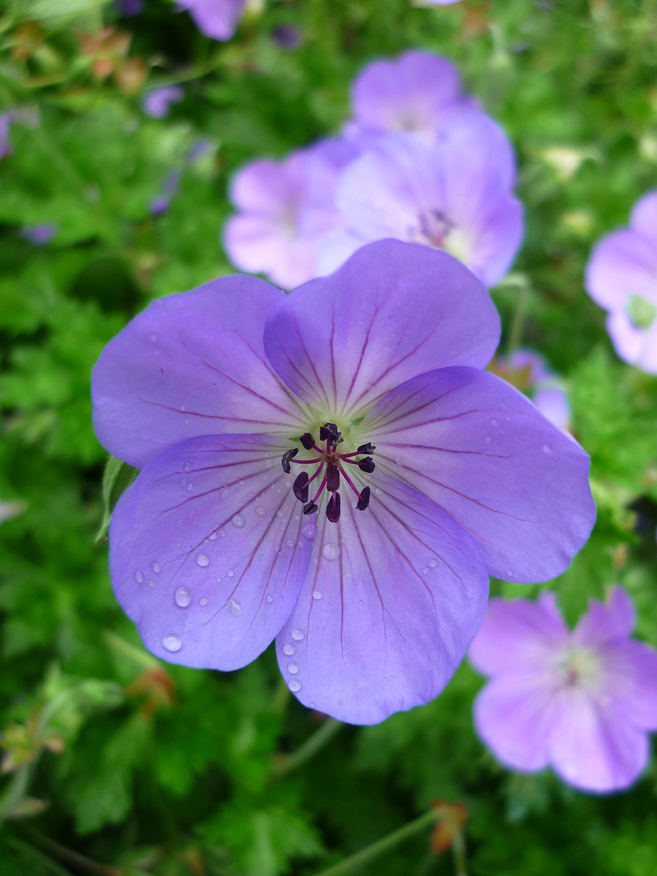 Image - cranesbill flower light blue meadow