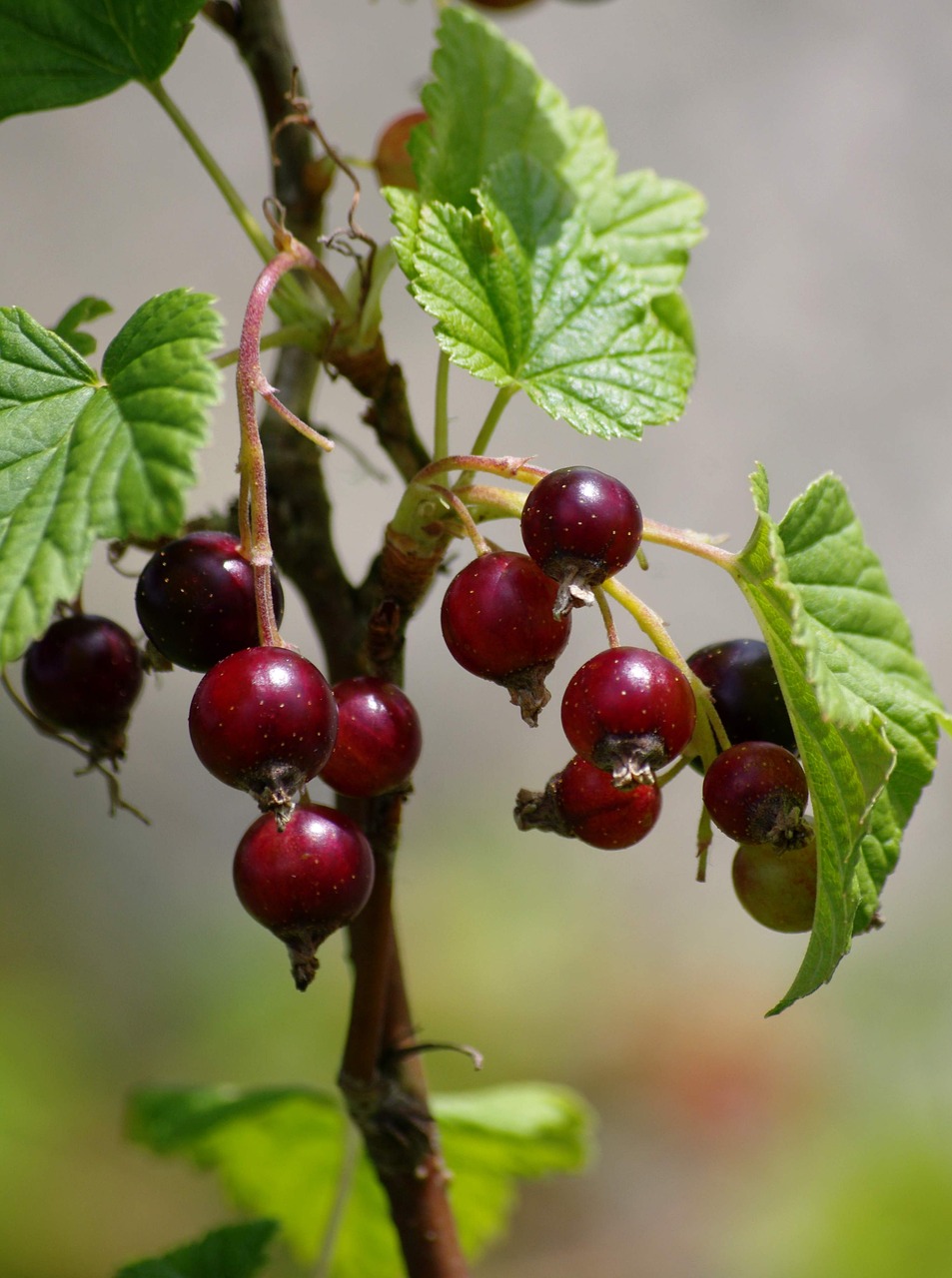 Image - cassis fruit summer