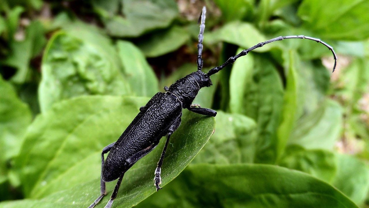 Image - beetle barbel macro