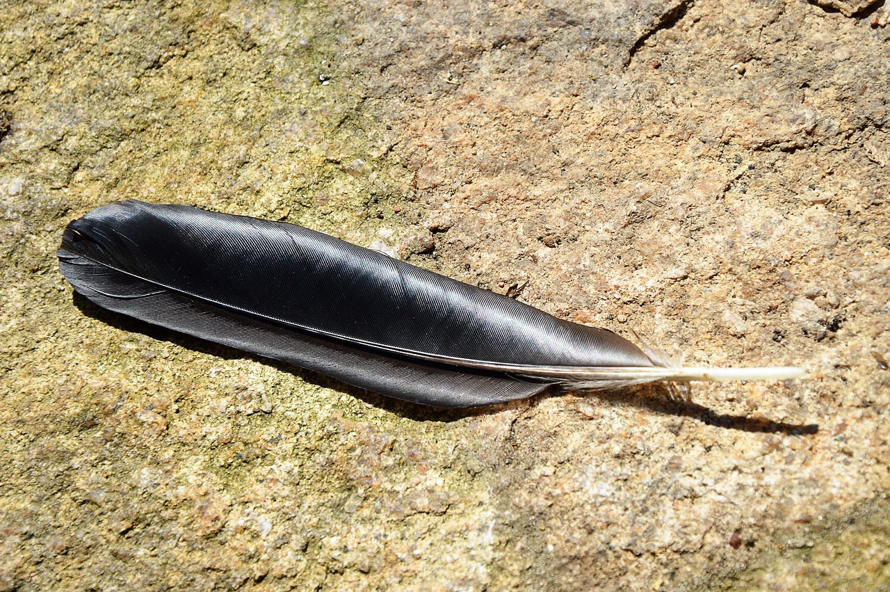 Image - feather black glazed includes