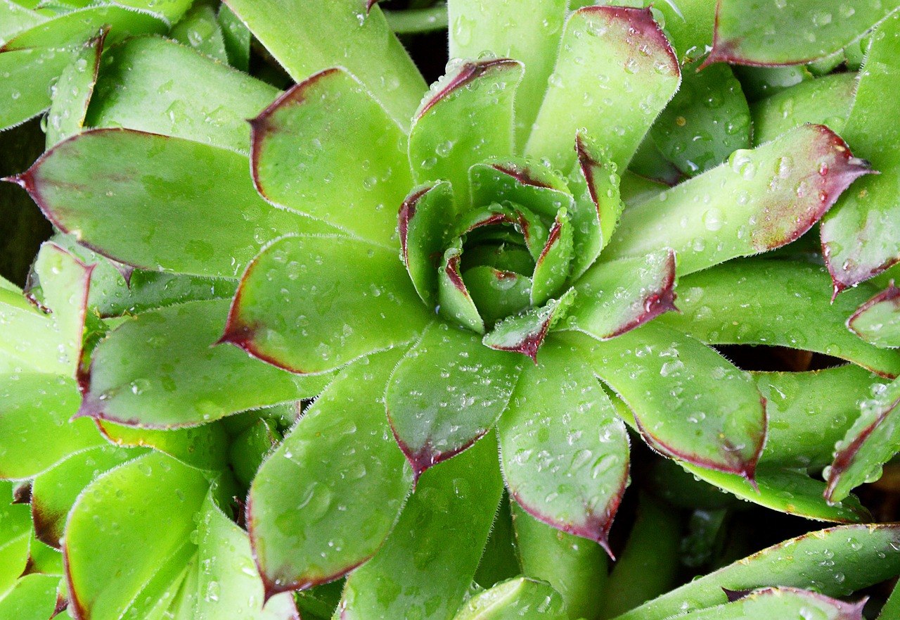 Image - rock plant houseleek green garden