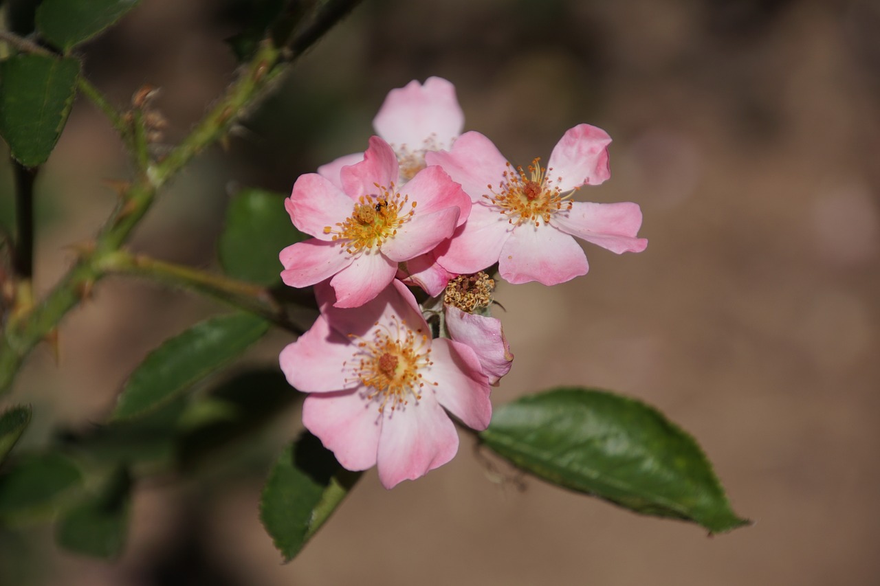 Image - rose angela rosaceae pink blossom