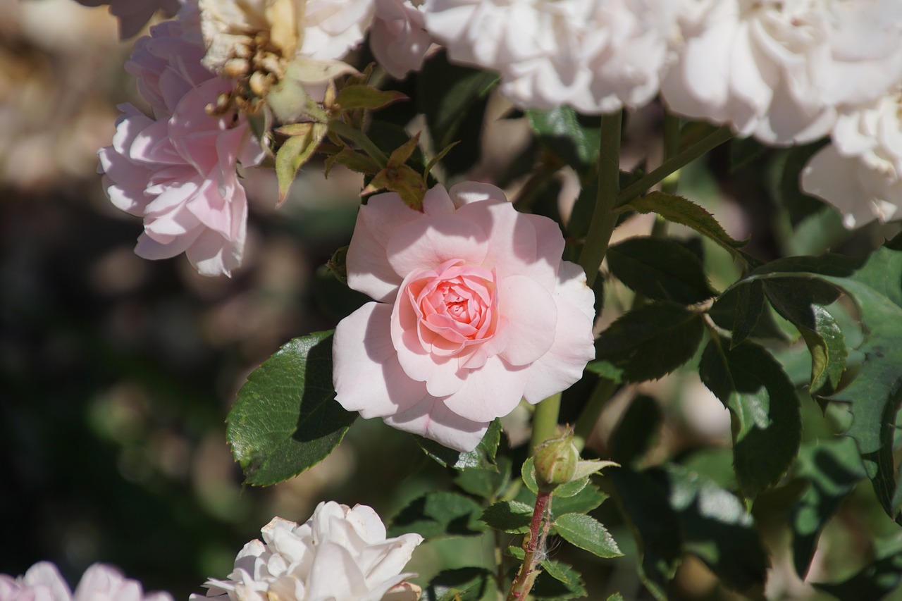 Image - rose bonica rosaceae pink white