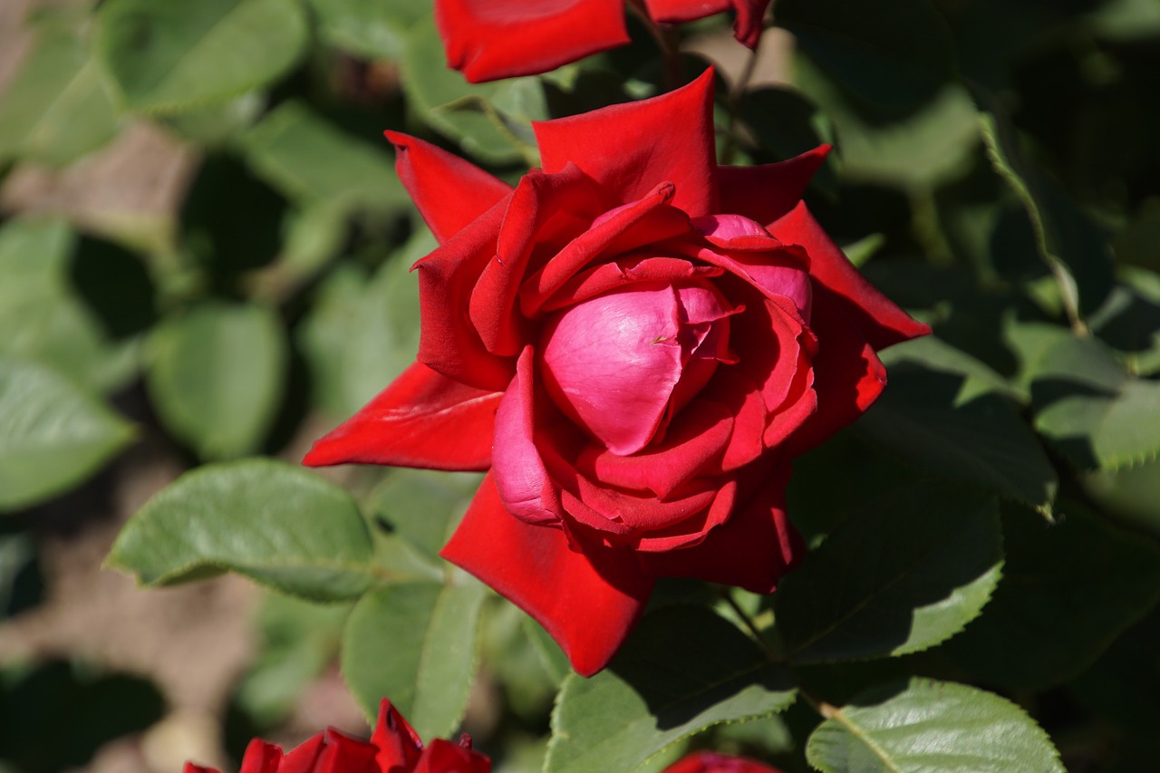 Image - rose burgundy 81 rosaceae red
