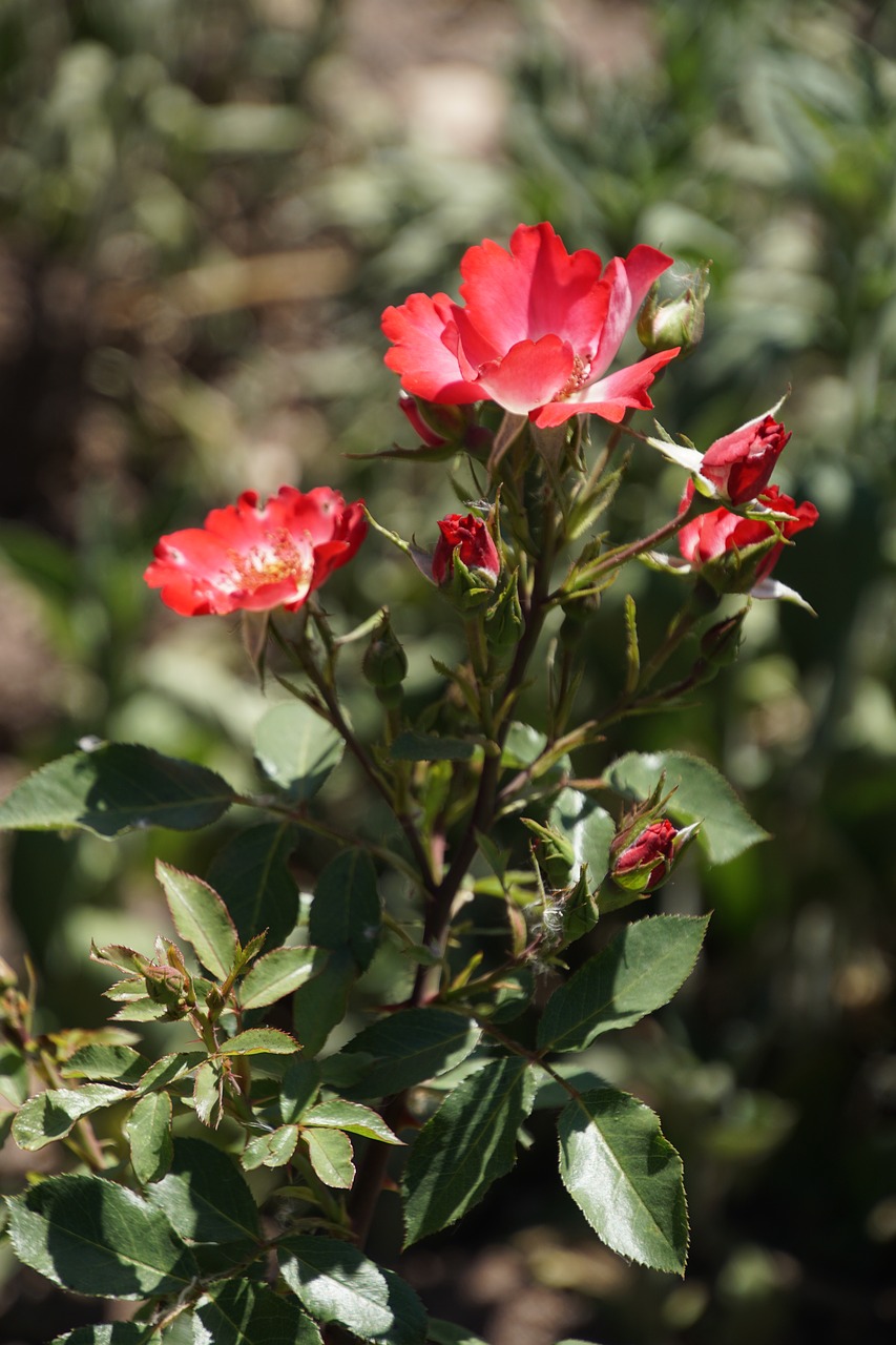 Image - rose cherry meidiland rosaceae red