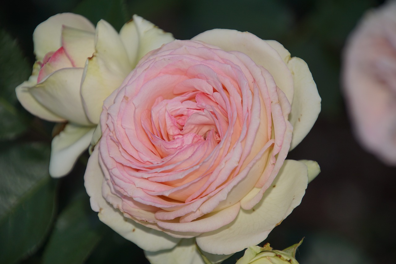 Image - rose eden rosaceae red pink white