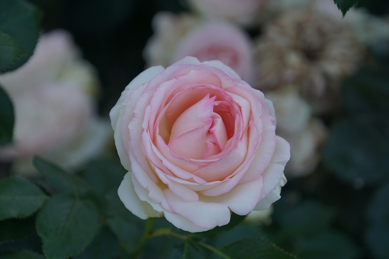 Image - rose eden rosaceae red pink white