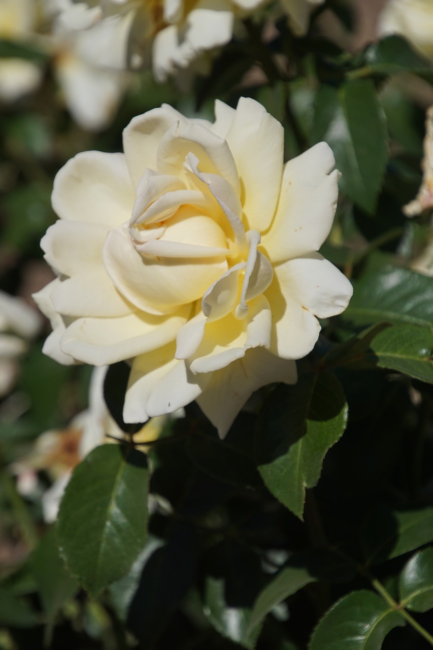 Image - rose queen of roses rosaceae yellow