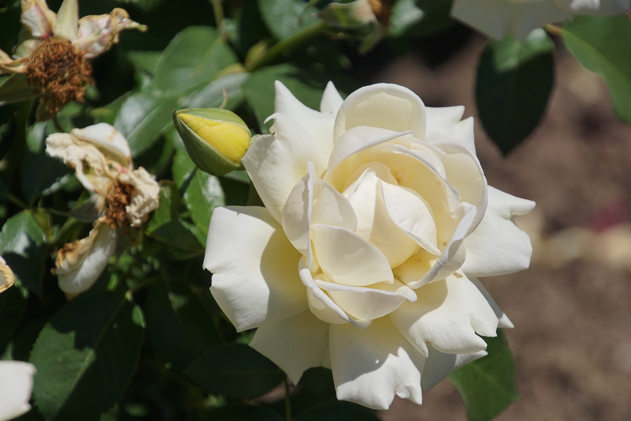 Image - rose queen of roses rosaceae yellow