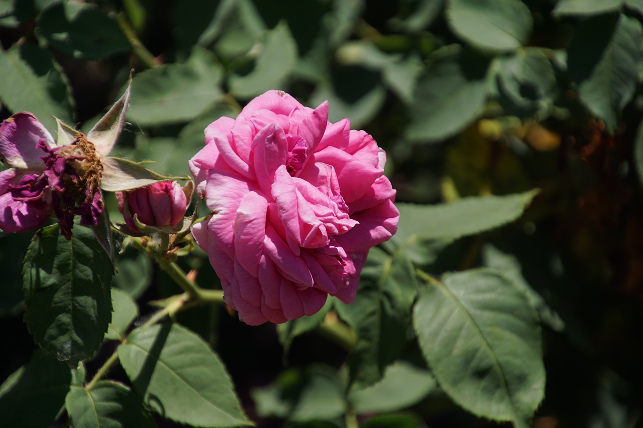 Image - rose mme isaac pereire rosaceae