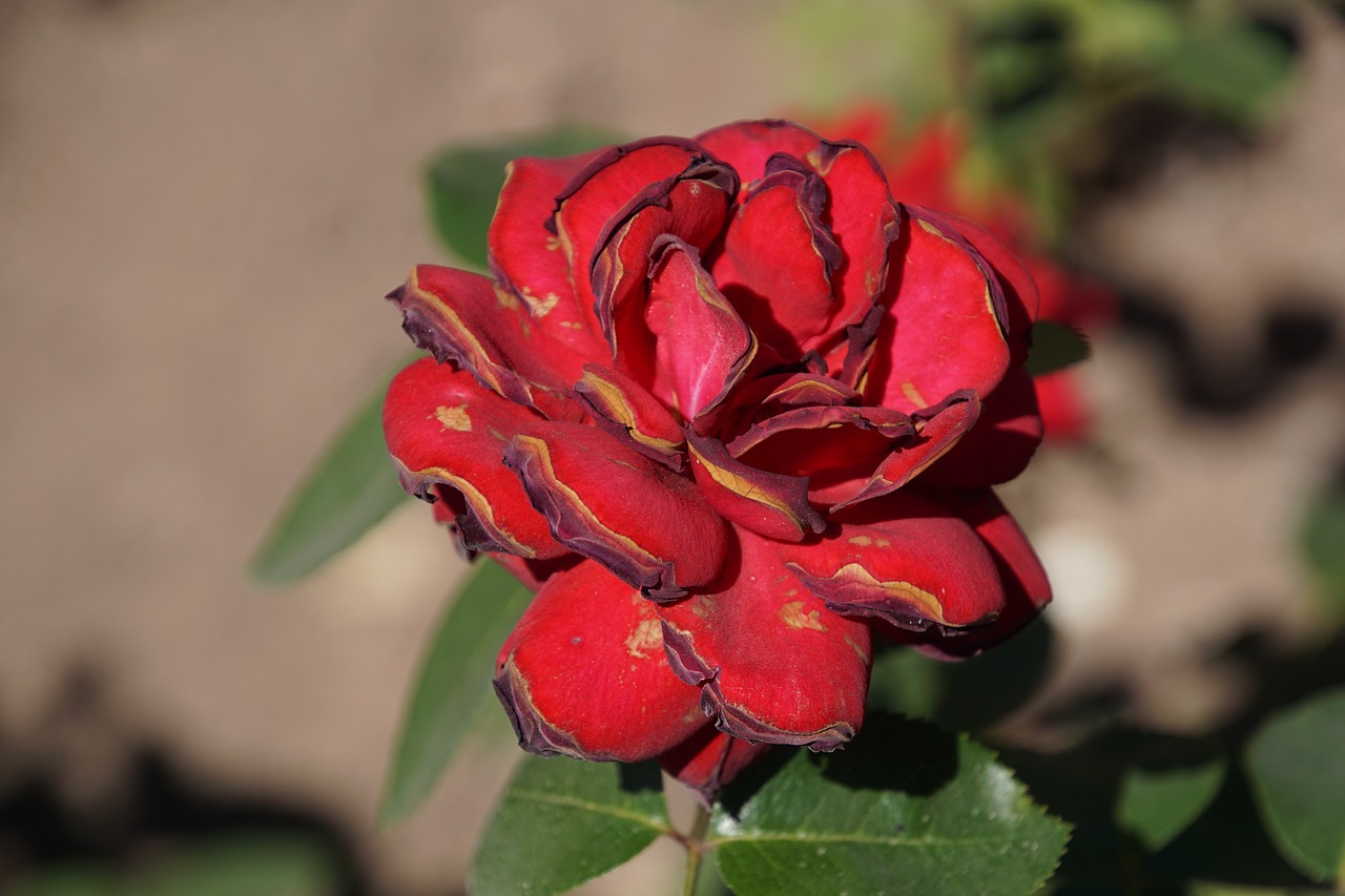 Image - rose samba rosaceae red purple