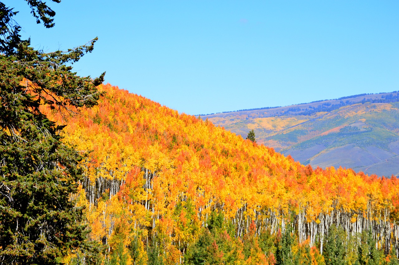 Image - aspen trees autumn yellow