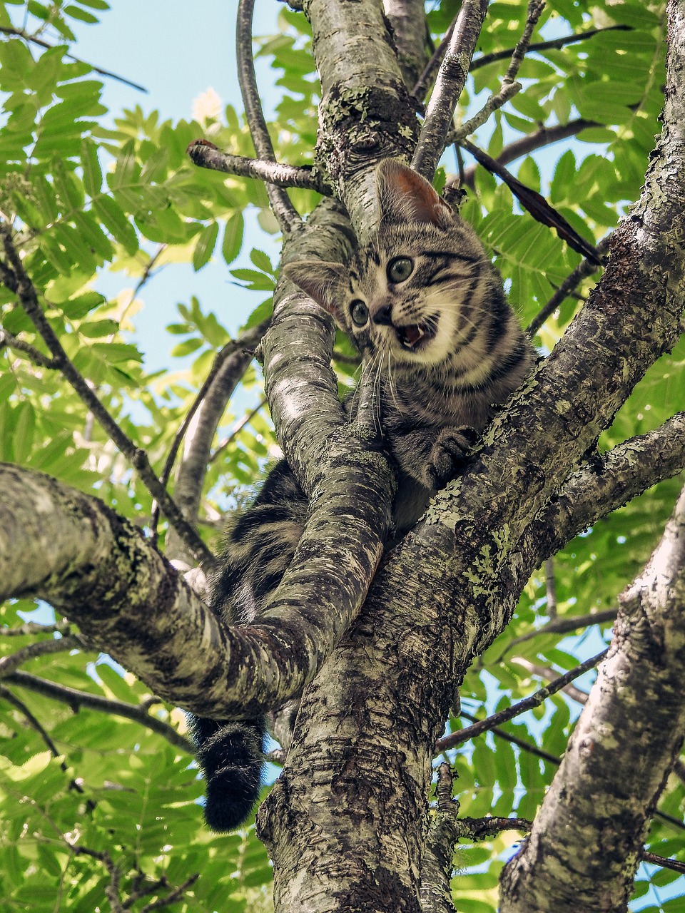 Image - cat stuck tree camouflage animal