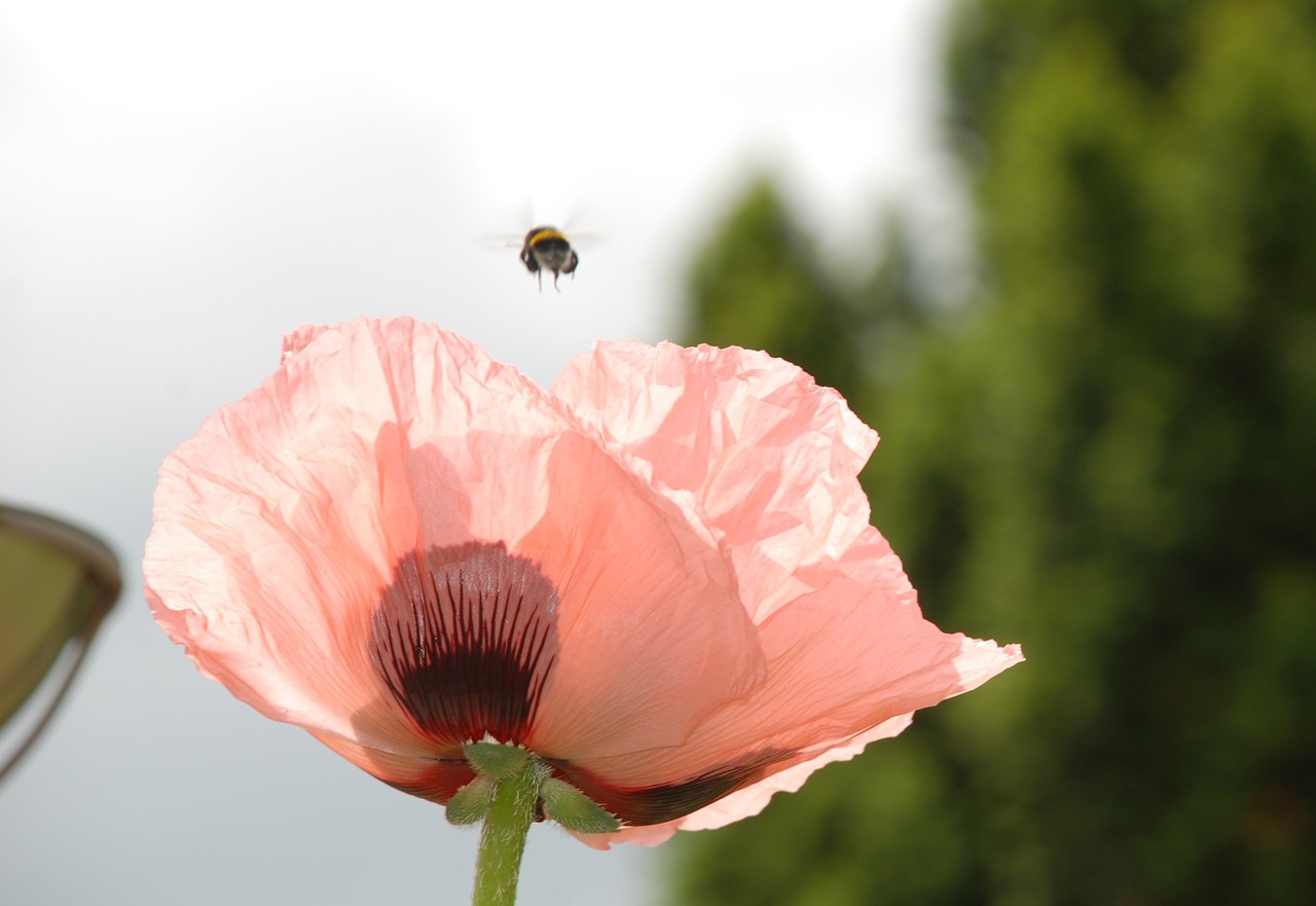 Image - poppy flower hummel