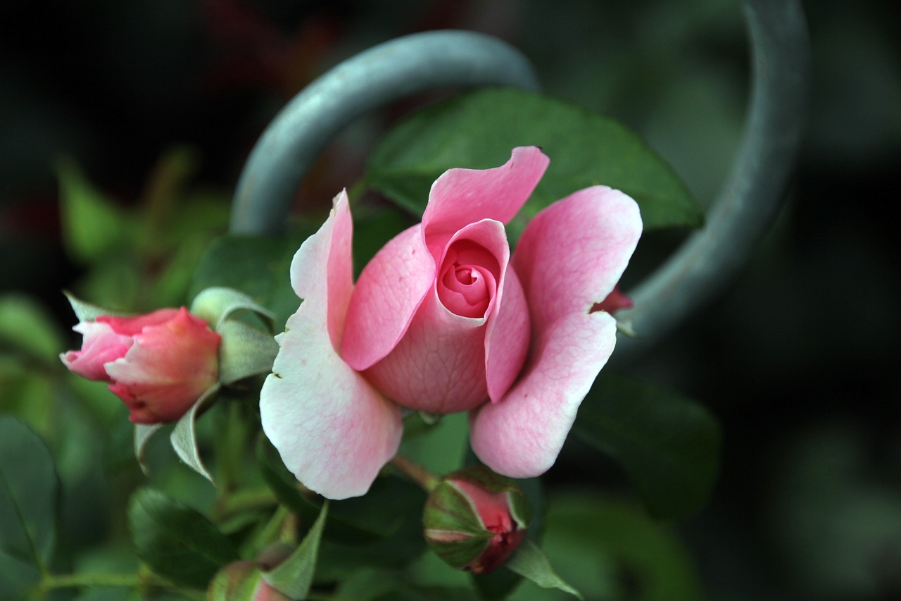 Image - rose blossom bloom rose blooms