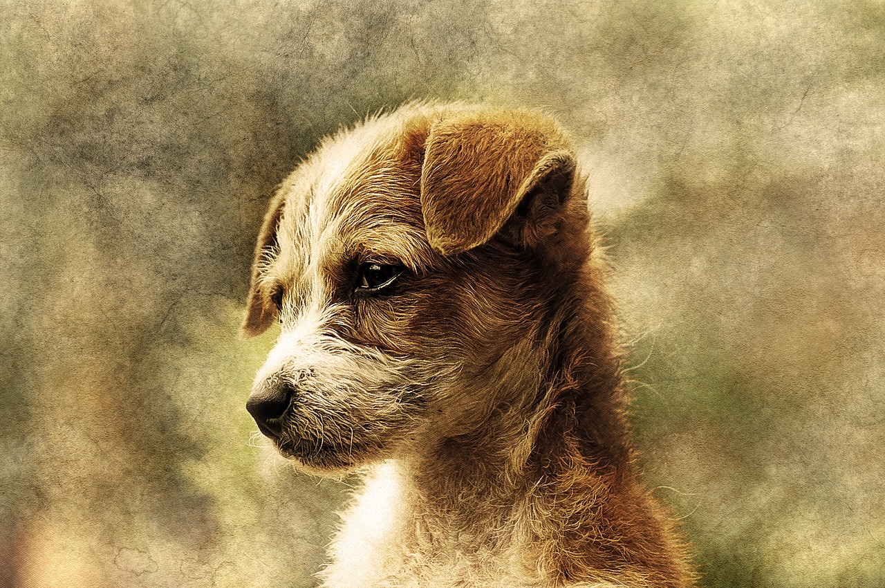 Image - dog animal art abstract pet