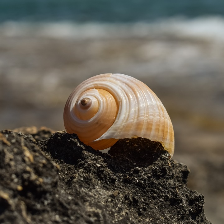 Image - shell beach summer nature seashell