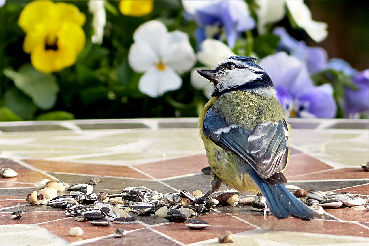 Image - bird tit blue tit young