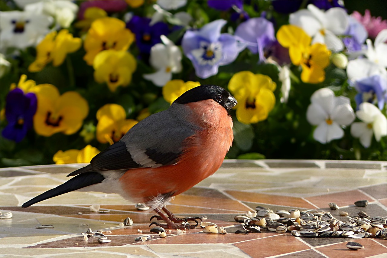 Image - bird bullfinch pyrrhula male young