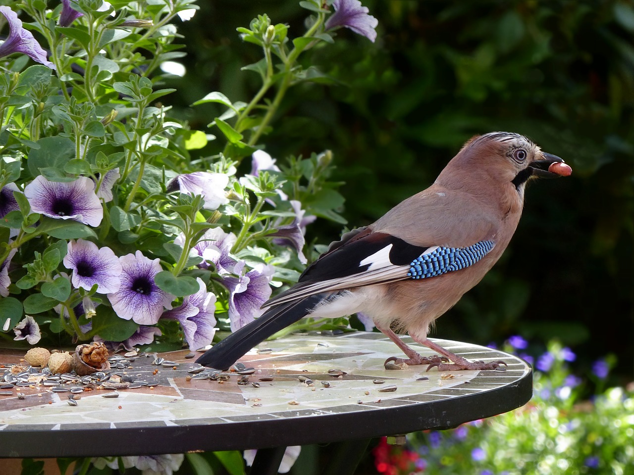 Image - bird jay garrulus glandarius