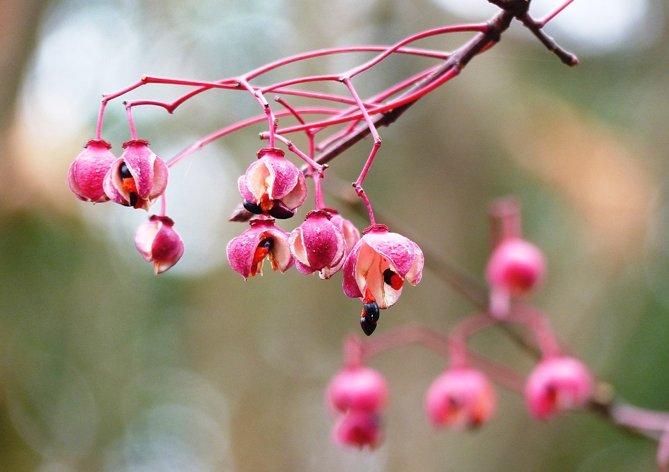 Image - autumn fruits autumn nature red