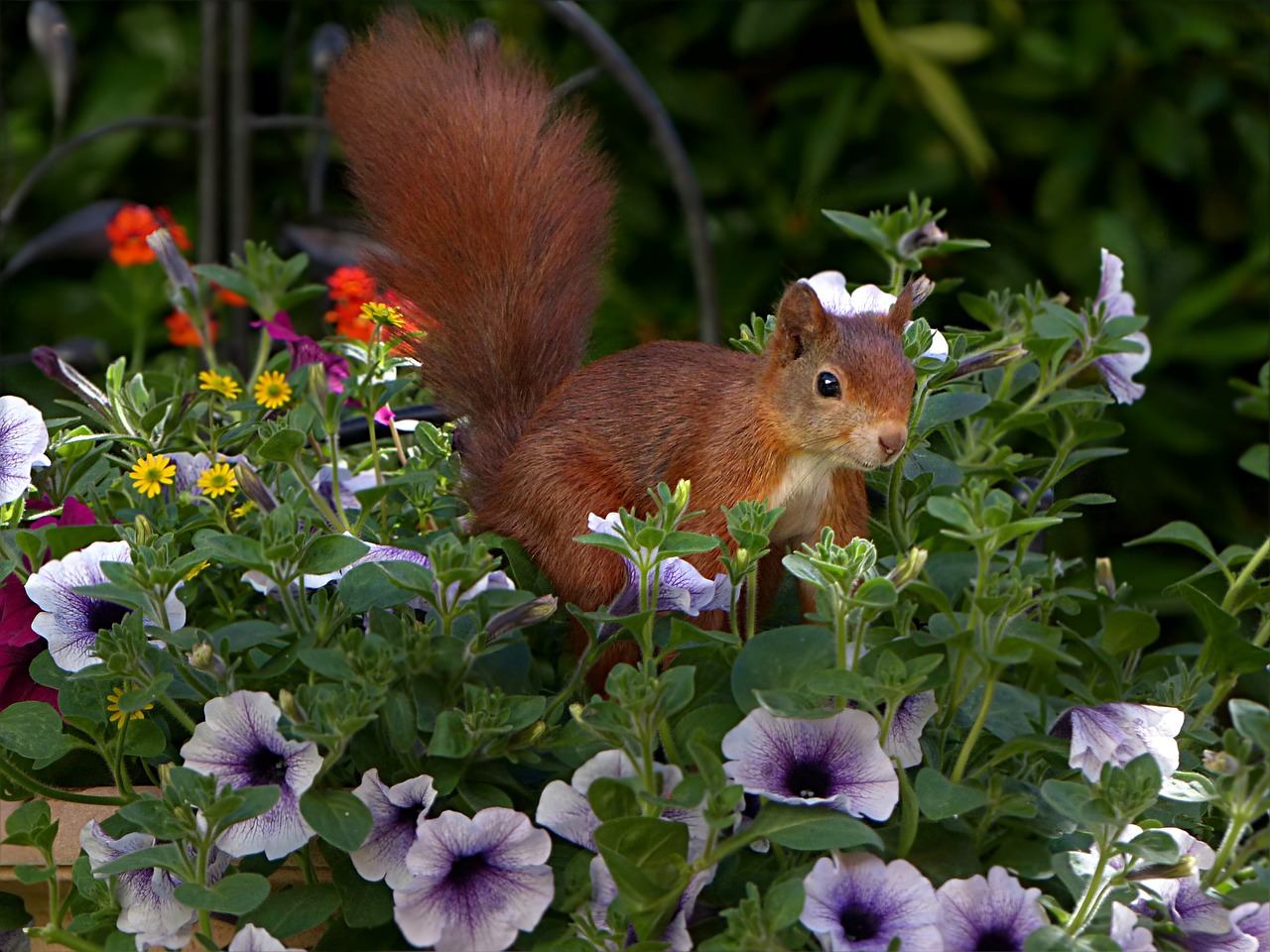 Image - animal rodent squirrel