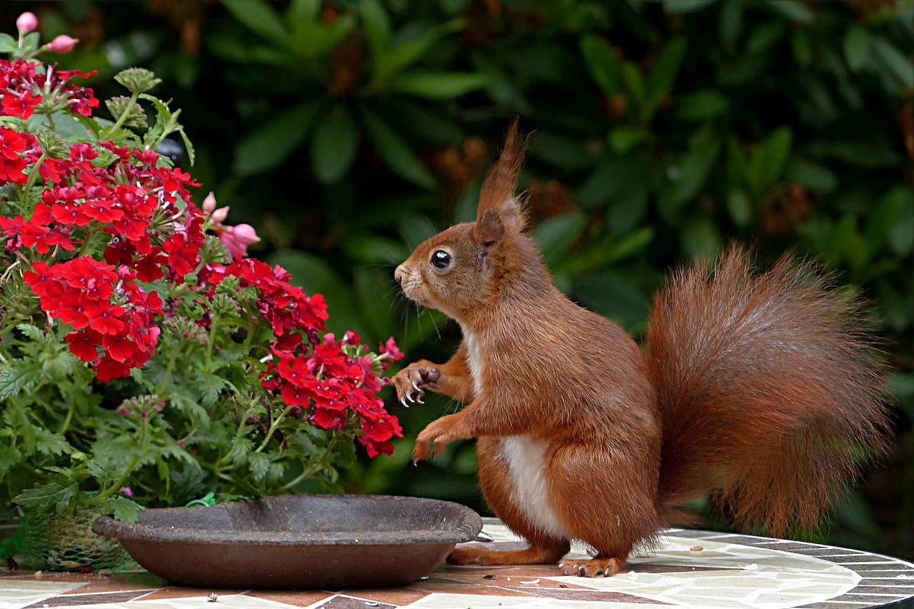 Image - animal rodent squirrel