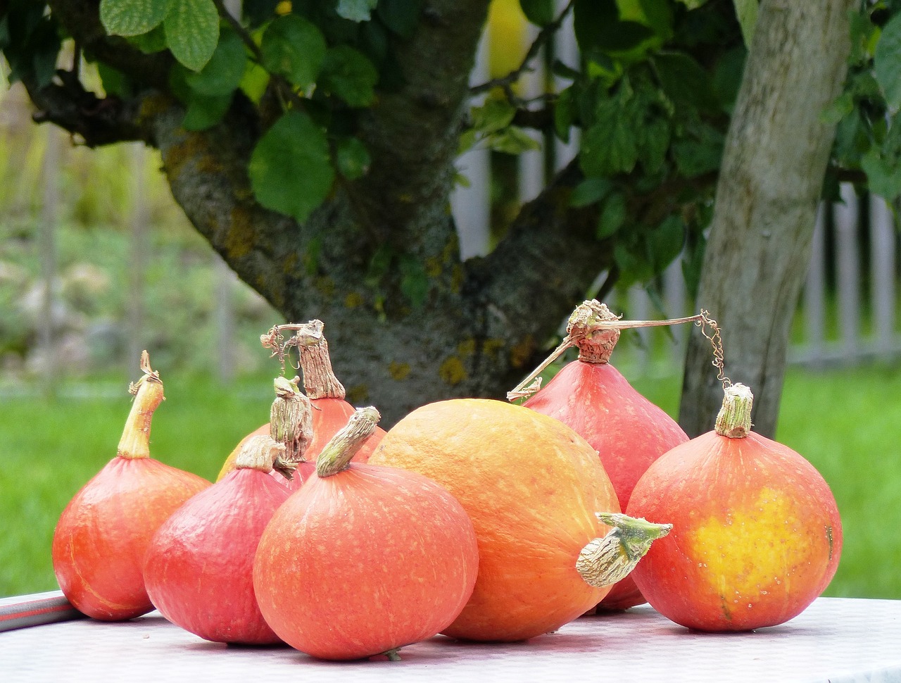 Image - pumpkin nature autumn orange