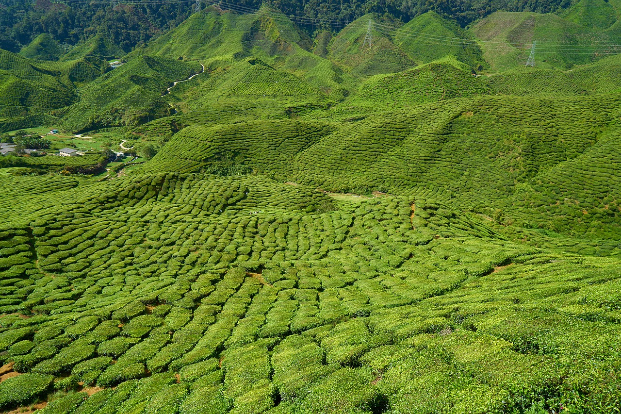 Image - tea field plant tiny tree nature