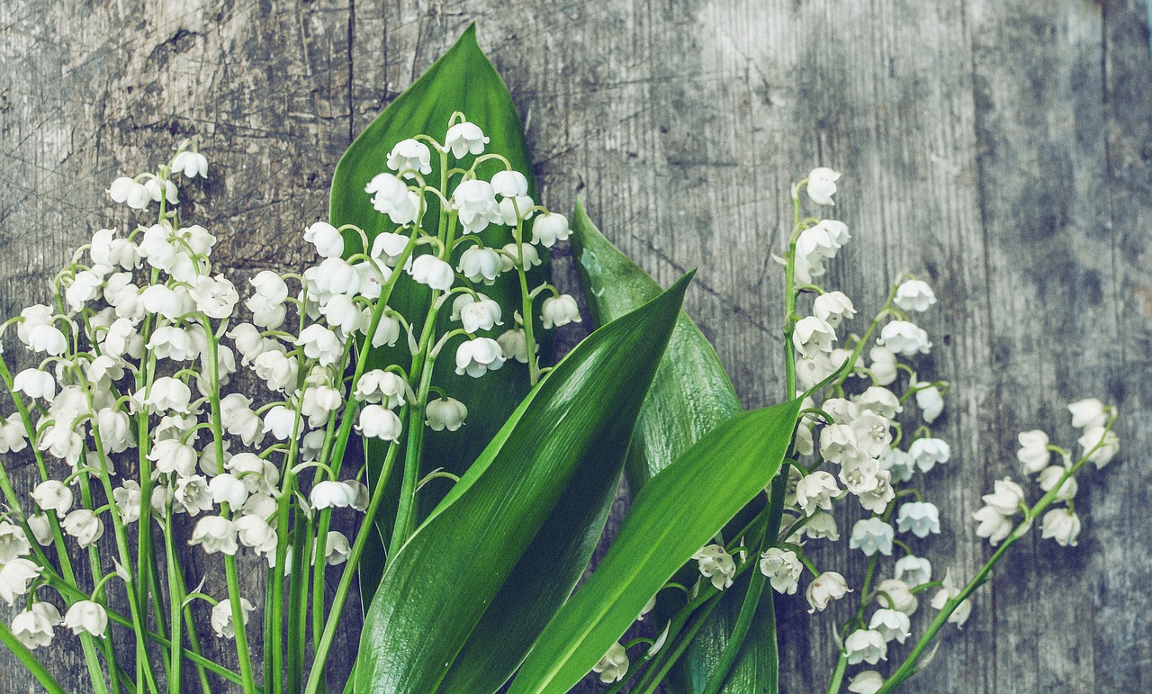 Image - lilies of the valley wood blossom