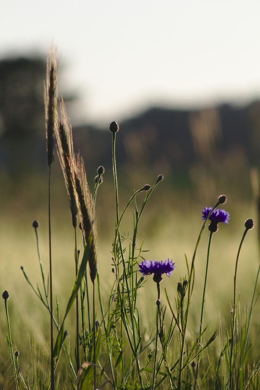 Image - wayside nature grass flower summer