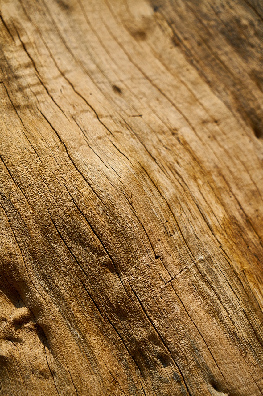 Image - wood tree nature wood fibre boards