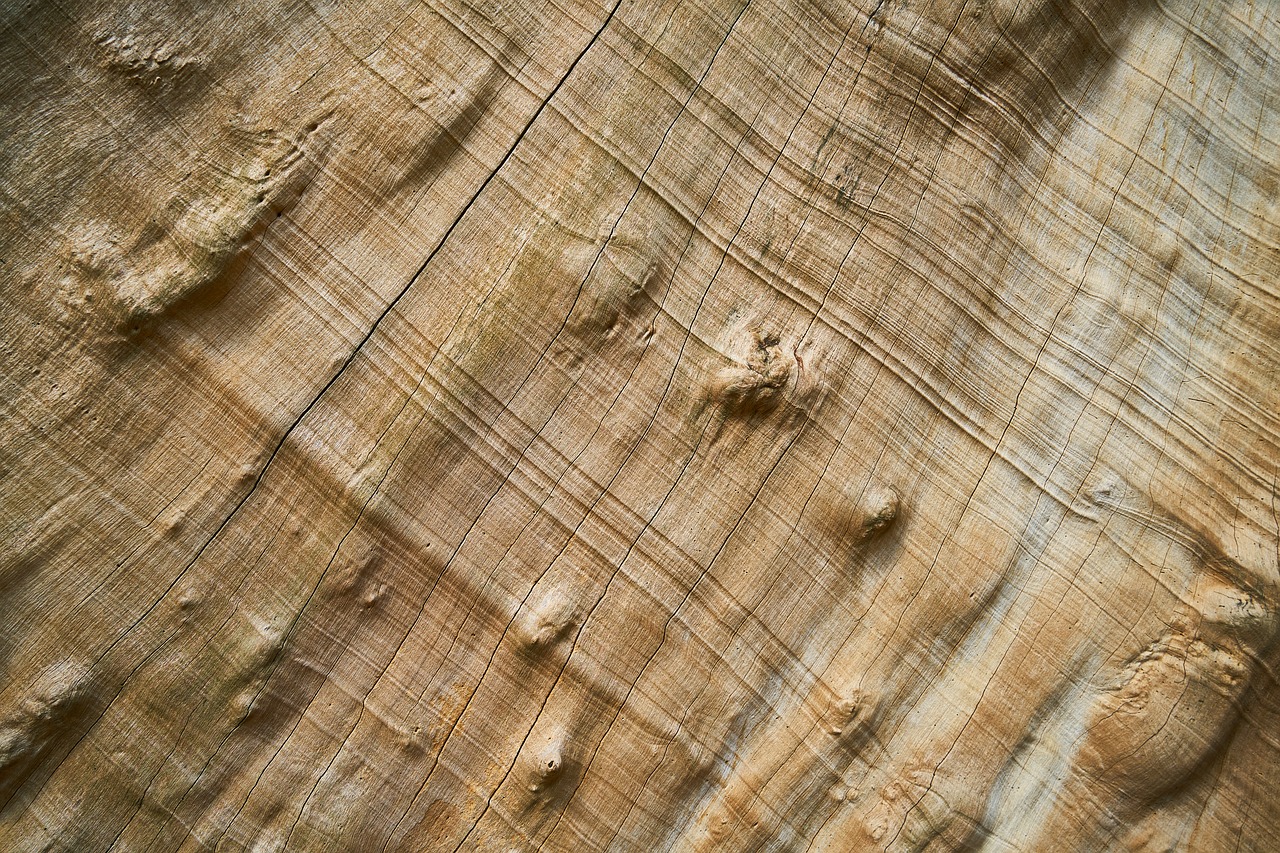 Image - wood tree nature wood fibre boards